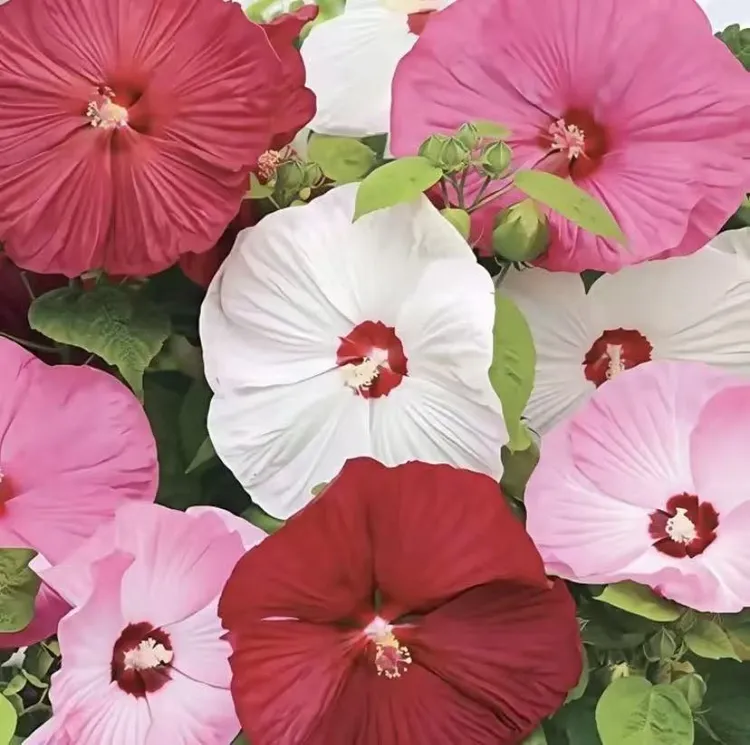 【大花芙蓉葵种子】种阳台庭院盆栽地栽南北方四季种植