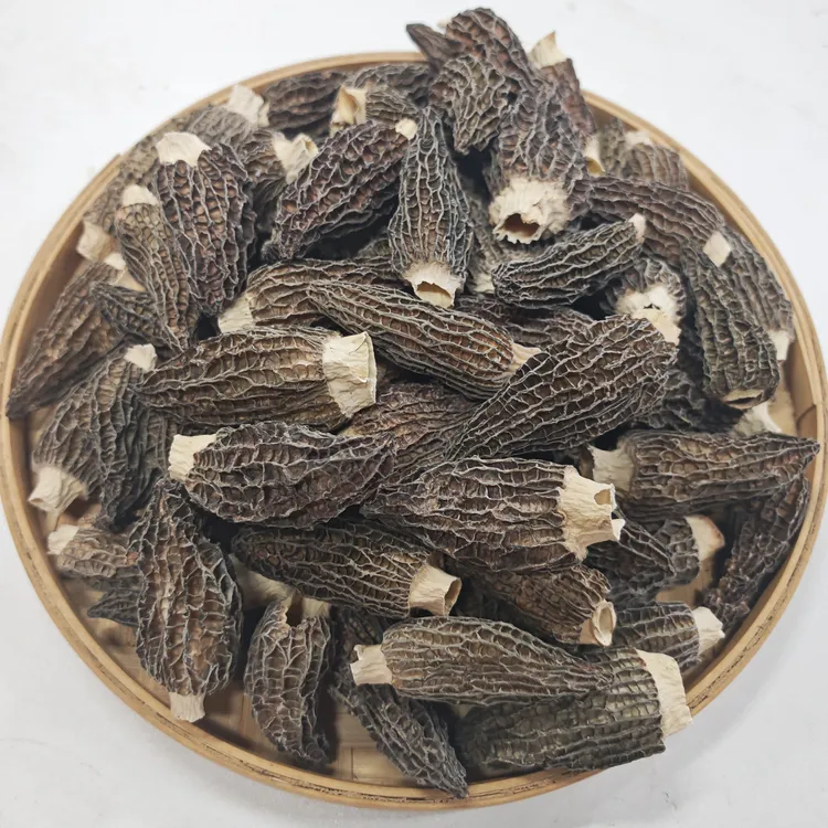 精选靓货  剪脚头茬厚肉羊肚菌 好香好正