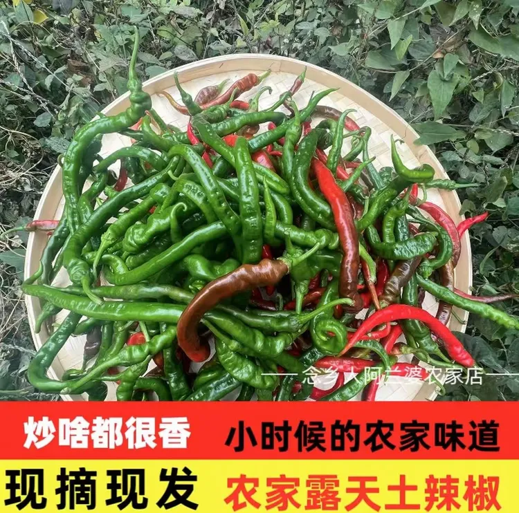 露天种植农家纯天然新鲜辣椒现摘现发随机发货
