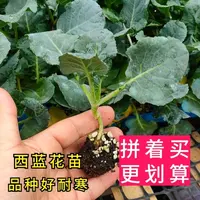 耐寒西兰花秧苗包菜苗有机白花菜苗蔬菜苗阳台盆栽庭院种植