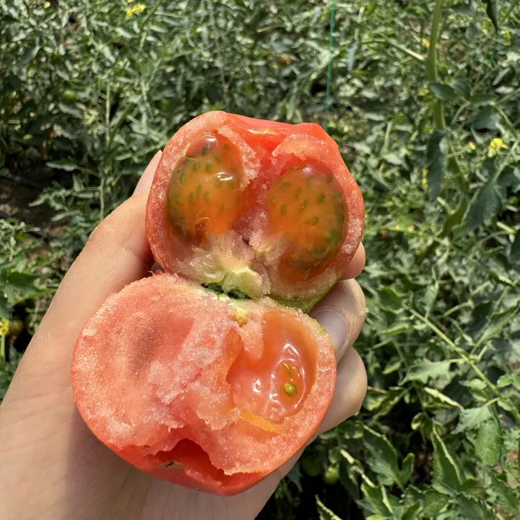 自然熟东北草莓柿子 酸甜多汁 当季新鲜 可生吃水果番茄