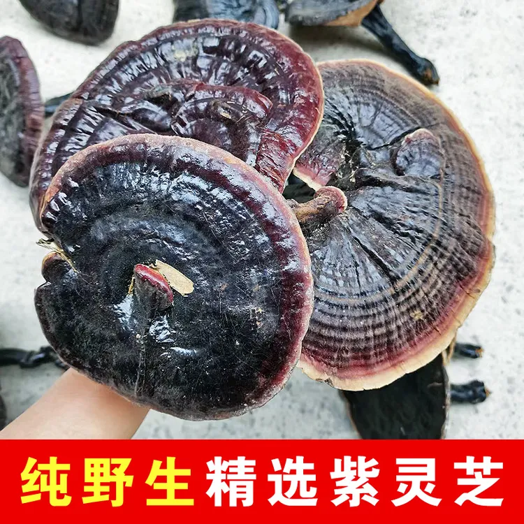 精品纯野生紫灵芝干货整枝灵芝不苦