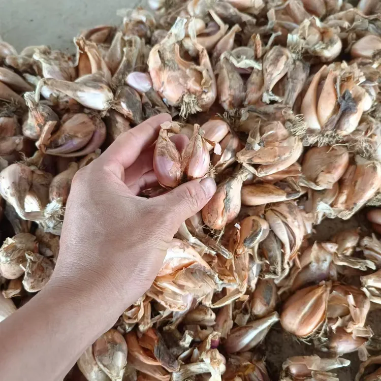 农家直发黄葱头红葱头小葱头盆栽四季种植香味浓长势好干红葱头