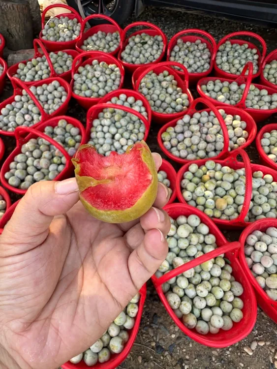 （顺丰发货）湖北钟祥小芙蓉李青皮红肉酸甜可口新鲜采摘