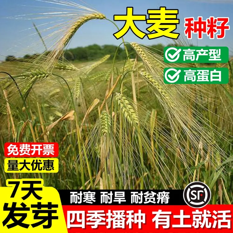 优质大麦种子四季高产高蛋白耐寒牧草草籽芽苗菜畜牧养殖猪牛羊猫
