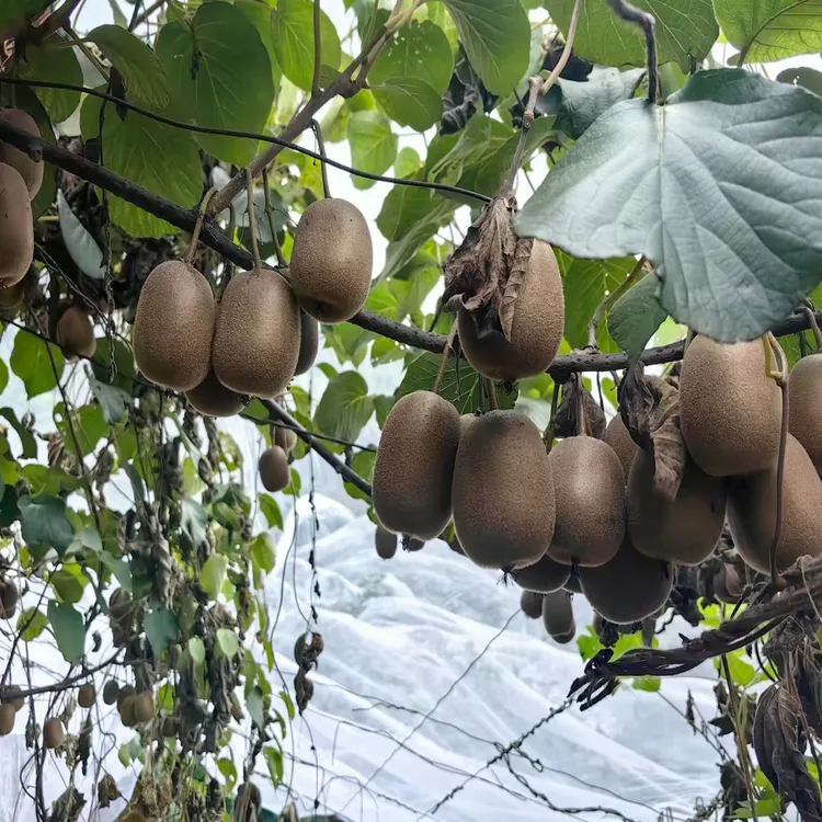 麻阳高山黄心猕猴桃现摘现发孕妇应季水果