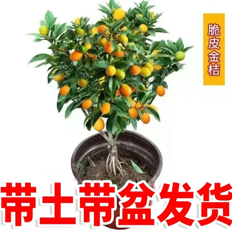 四季带果二代脆皮金桔盆栽室内外均可种植