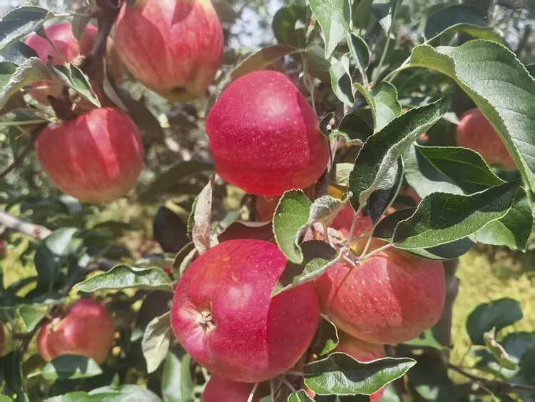 云南昭通红露丑苹果冰糖心新鲜精品小果小孩老人孕妇可吃坏果包赔