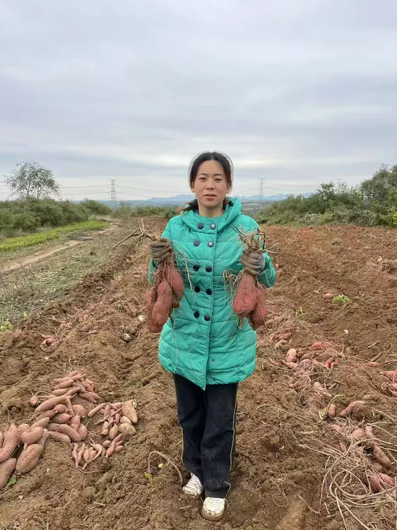 小丽农家板栗黄心蜜薯现挖现发2025