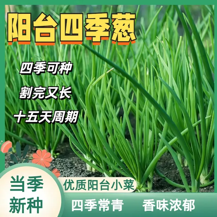 四季小香葱小分葱小葱种子阳台盆栽小香葱种籽庭院种种植种孑