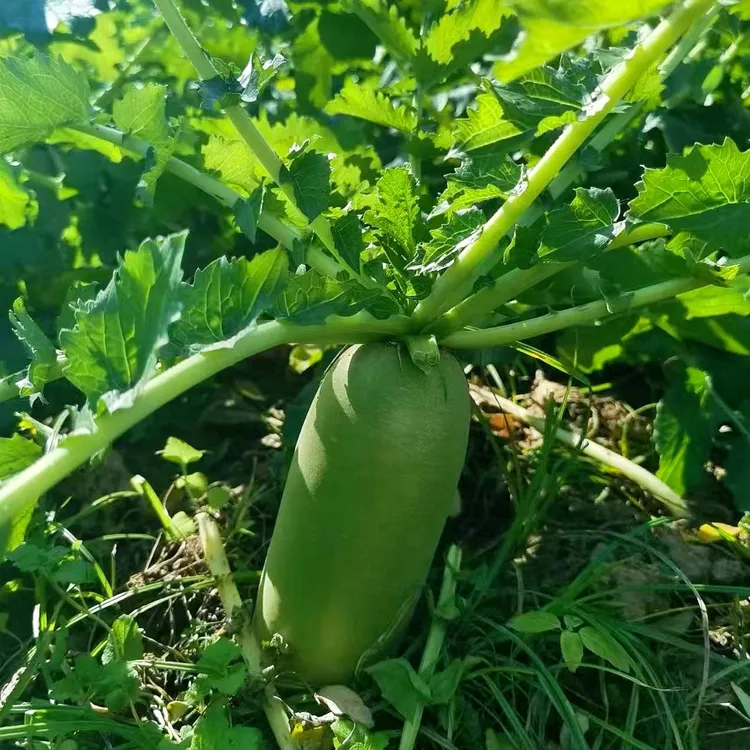 天津沙窝萝卜-天星2号