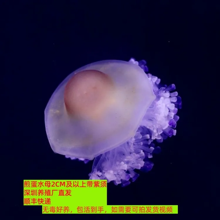 煎蛋水母活的紫须活物巴布亚赤月小宠物活幼体海水观赏鱼耐活无毒