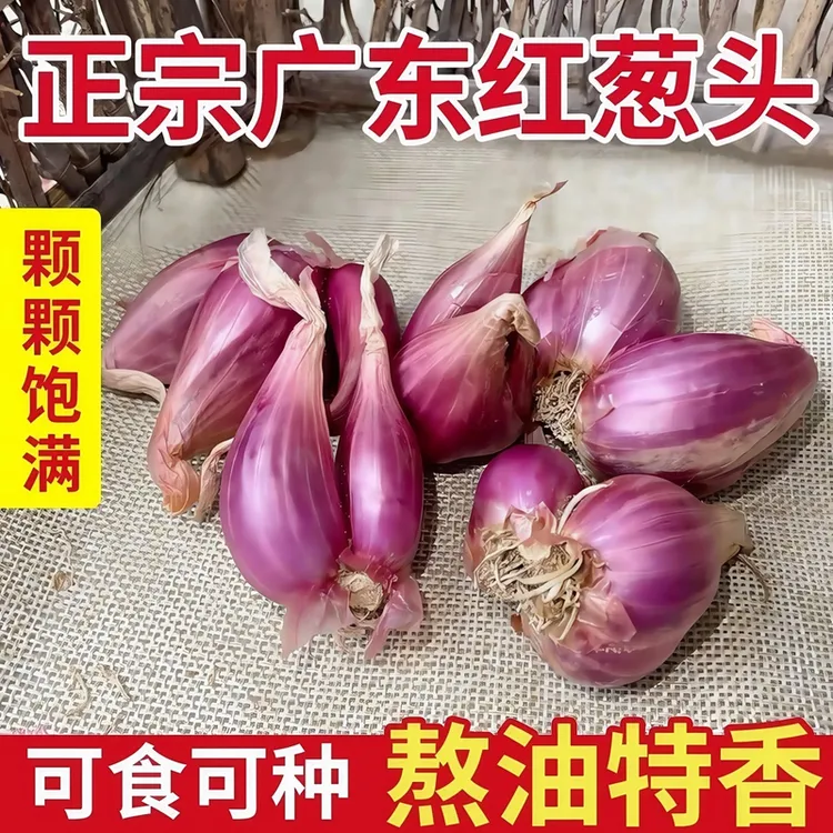 广东正宗红葱头红皮干香葱头种子食用香料新鲜农家红葱头葱酥肉圆