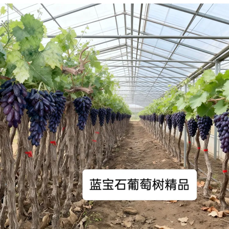  葡萄树苗阳光玫瑰蓝宝石巨峰嫁接树葡萄阳台庭院盆栽地栽