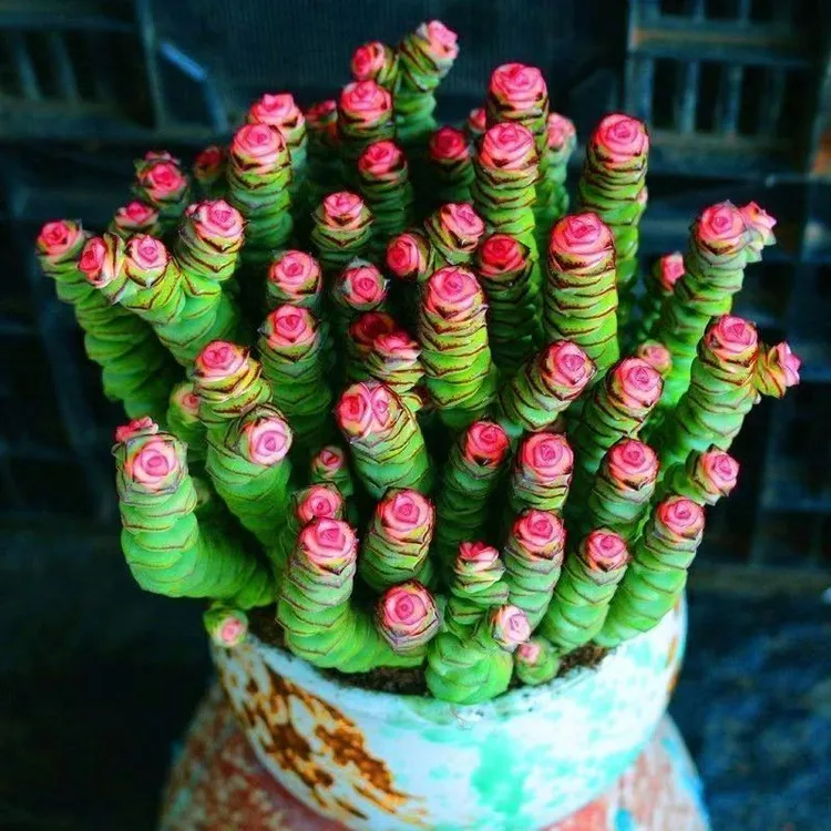 下单包邮 红心钱串彩色稀有钱串锦多肉植物爆盆阳台绿植肉肉夏天