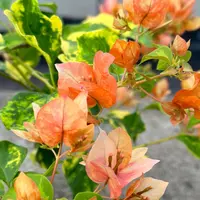 森朴【橙九月】原生扦插袋苗（包花色对版不包售后）