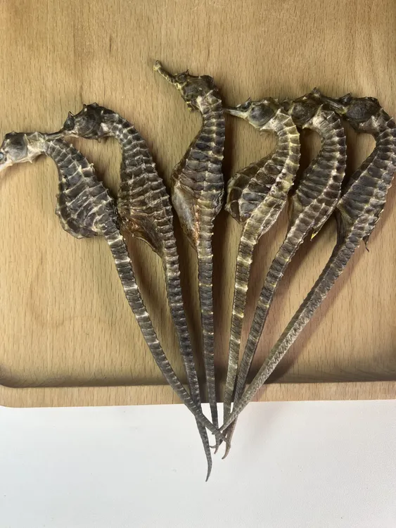 渤海海马干品马鱼干蓝标正品海鱼干泡酒煲汤鱼干生晒足干公母配对