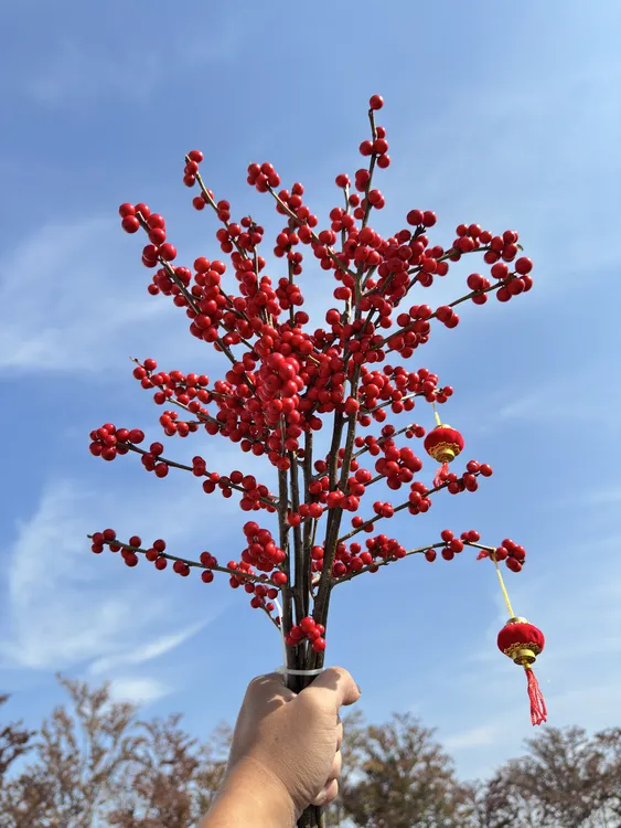 北美冬青鲜切枝鲜花真花冬青观果植物室内鲜花