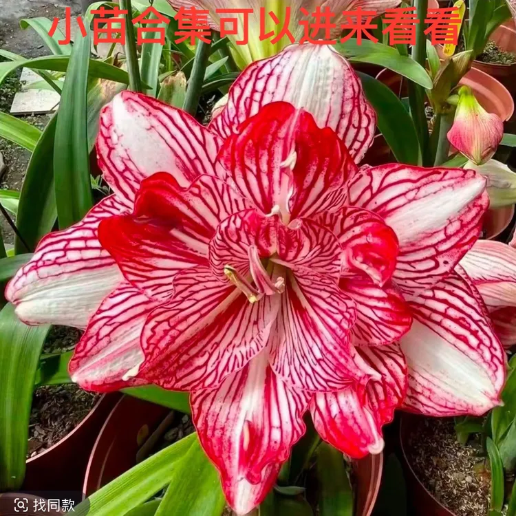 朱顶红小苗集合，