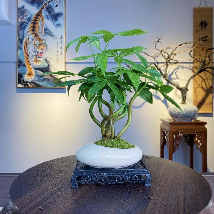 发财树盆景盆栽中式东方美学高端盆景室内客厅茶桌办公室好养