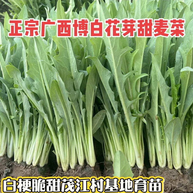 正宗广西博白花芽甜麦菜秧苗带泥包邮四季可种不招虫易种不苦不涩