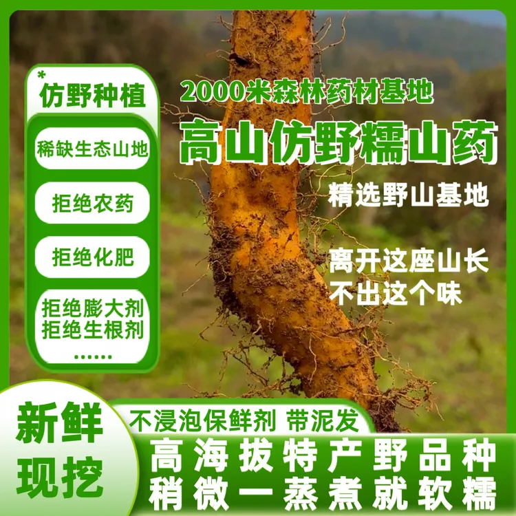 高海拔仿野糯山药现挖新鲜高山森林生态山药非铁棍山药孩子辅食