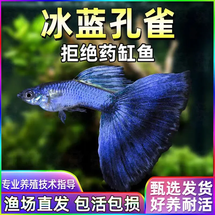 冰蓝孔雀鱼观赏鱼小型淡水好养耐活斑马精品胎生凤尾小鱼