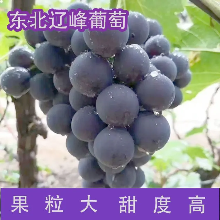 东北特产北镇辽峰葡萄颗粒包装3斤/5斤