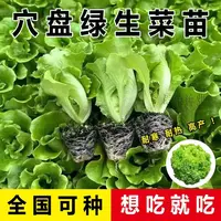 生菜种苗生菜秧苗绿生菜种苗蔬菜四季阳台盆栽简单可广泛种植