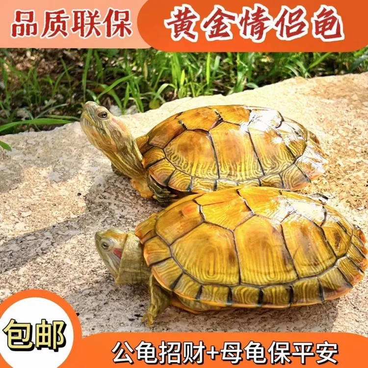 乌龟活物宠物龟活宠家养巴西龟家养观赏黄金招财龟大巴西活体龟