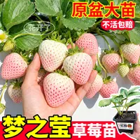 超甜梦之莹草莓苗原盆大苗玄玉真红美玲四季阳台小院黑白红果盆栽