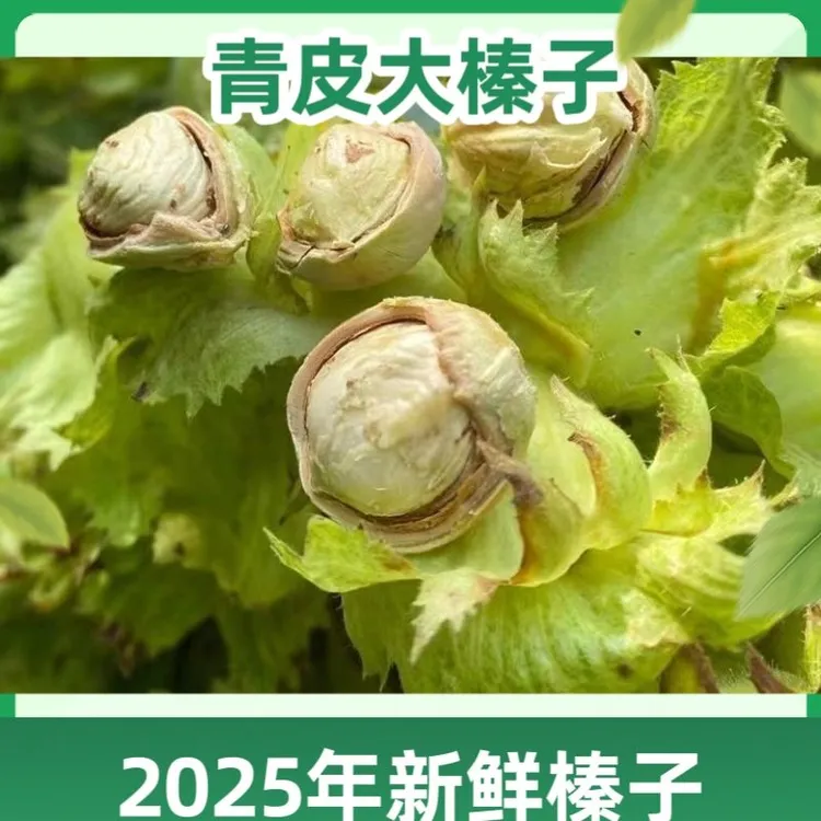 新鲜东北特产带绿皮大榛子水仁水瓤青皮榛子新鲜果坚果