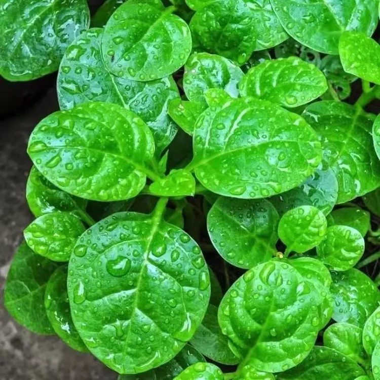 四季种植四季大叶木耳菜种子肉厚懒人耐高温耐湿阳台盆栽蔬菜种子