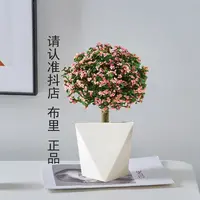 【专属】金枝玉叶棒棒糖多肉植物室内绿植盆栽客厅阳台盆景花卉