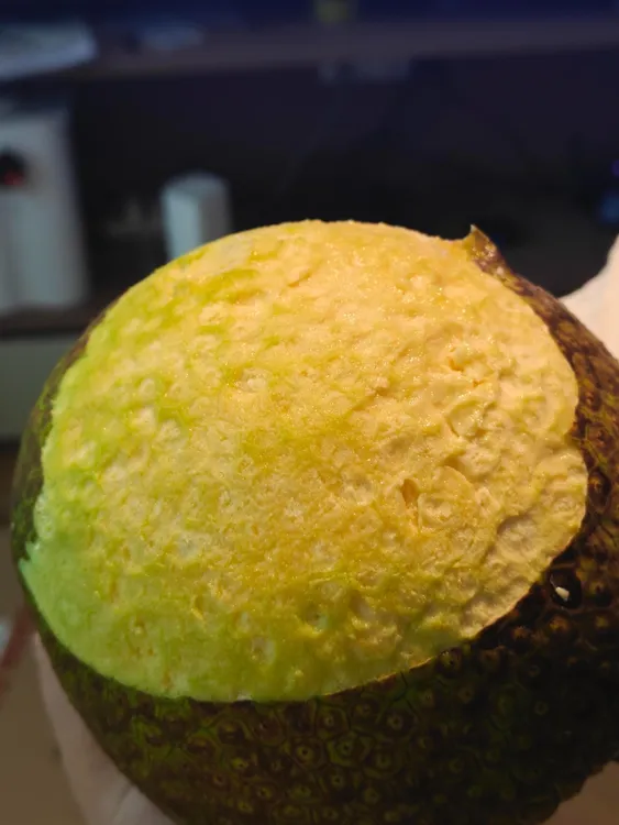 自家果园种植的面包果,现摘现卖!果重1.3-2斤左右随机发货爆款