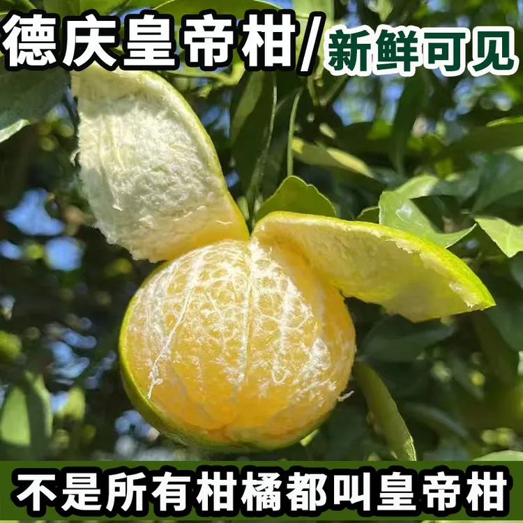 广东德庆皇帝柑贡柑正宗皇帝柑橘当季新鲜水果现摘爆甜皮薄多汁
