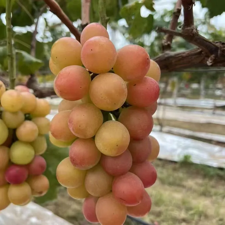 新鲜现摘妮娜皇后葡萄孕妇宝宝老人可食产地发顺丰单宁含量高有益