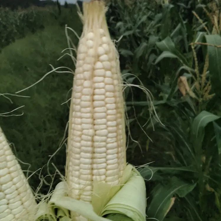 白甜糯玉米棒爽口软糯10个偶有虫眼属正常