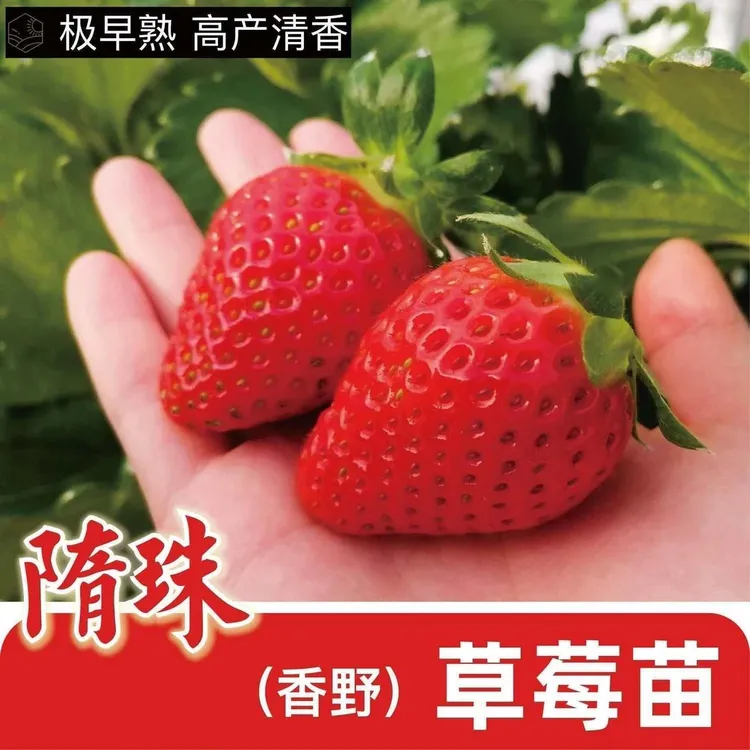 四季草莓苗奶油黑珍珠红颜南方北盆栽适合阳台庭院种植可四季结果