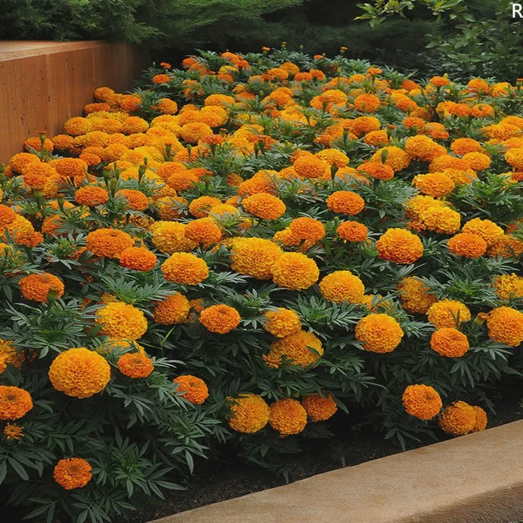 .万寿菊种子四季开花易活臭芙蓉花种籽子孔雀草花种子重瓣菊花种