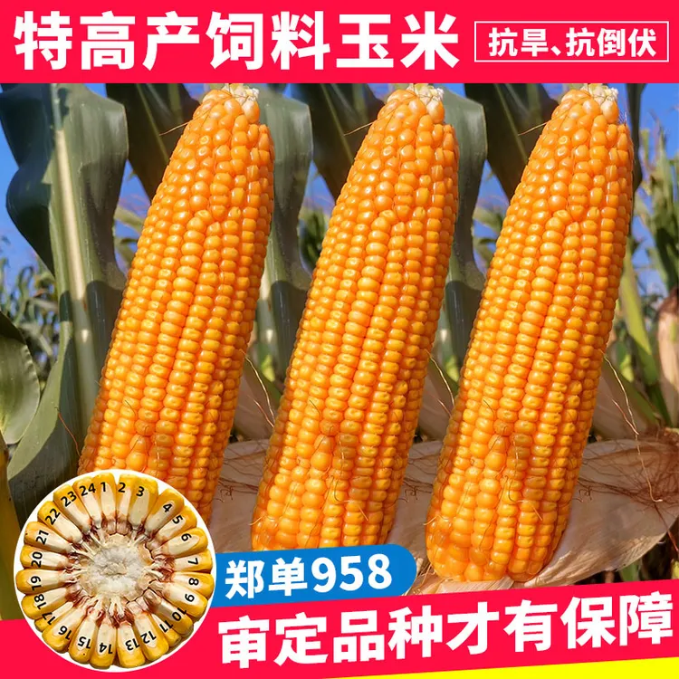 【ZS】厂家正品郑单958国审早熟玉米种子瓜果春季大田种植蔬菜种子