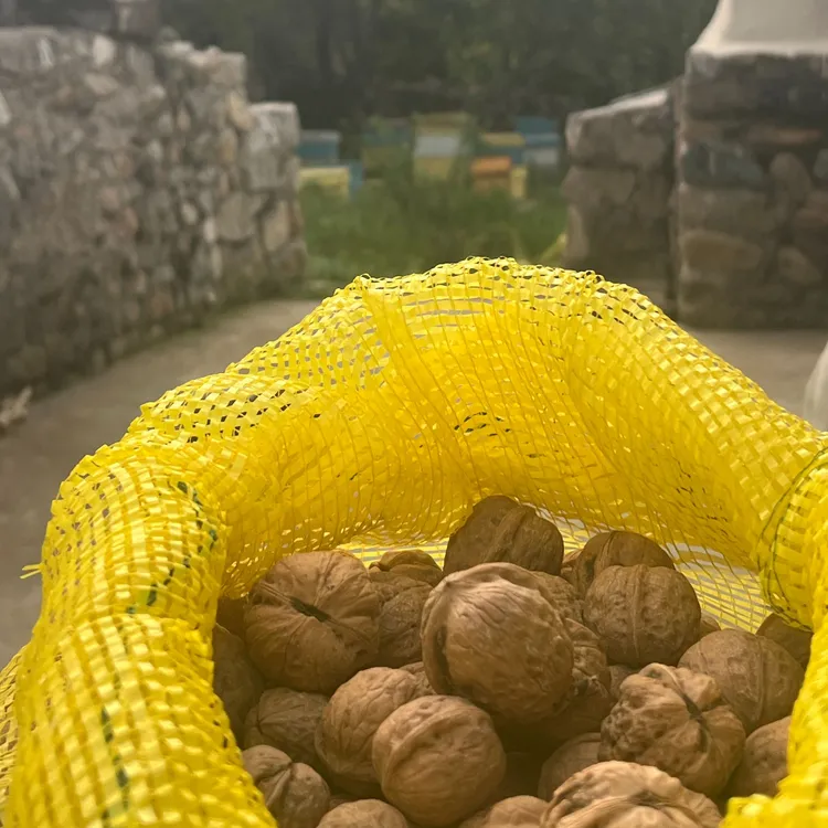 燕山山脉老树核桃山核桃