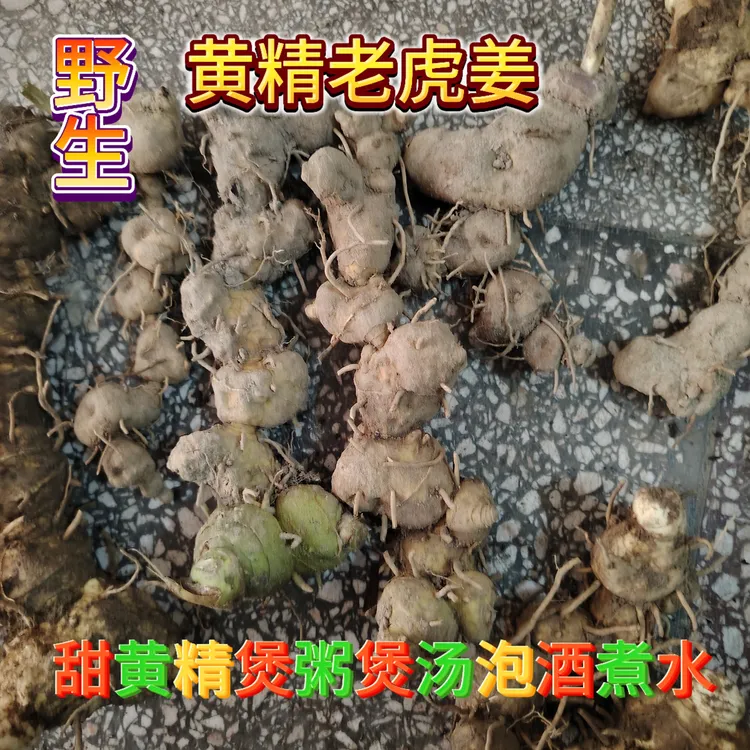 贵州野生现挖新鲜3年以上黄精老虎姜甜黄精煲汤煲粥泡酒带泥发货