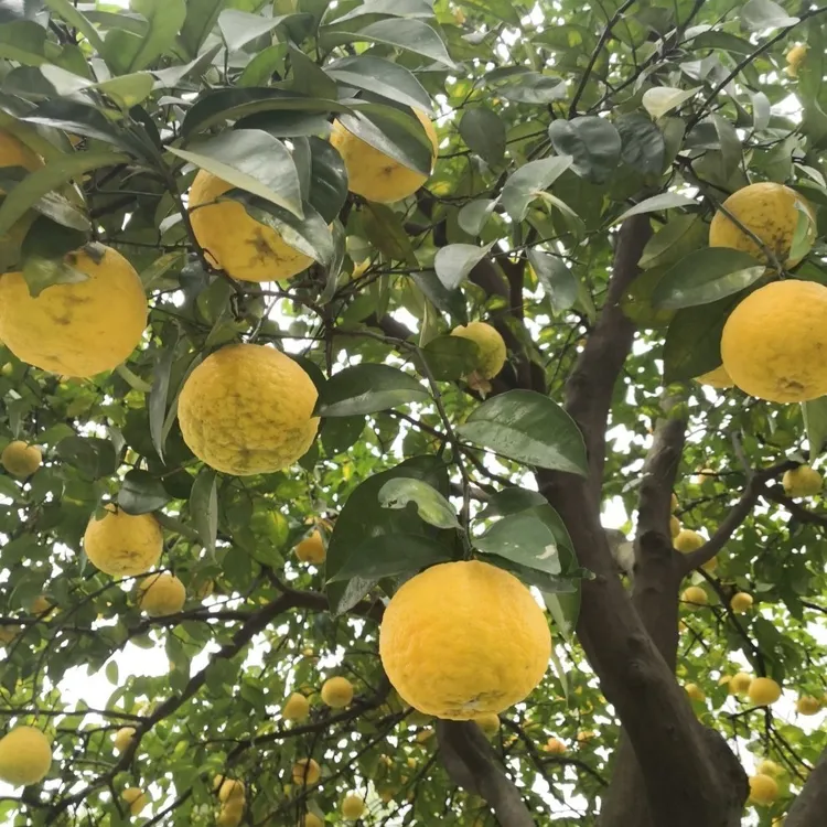 湖北荆州家乡特产酸柑子臭皮柑新鲜现发抛柑下火柑子孕妇水果