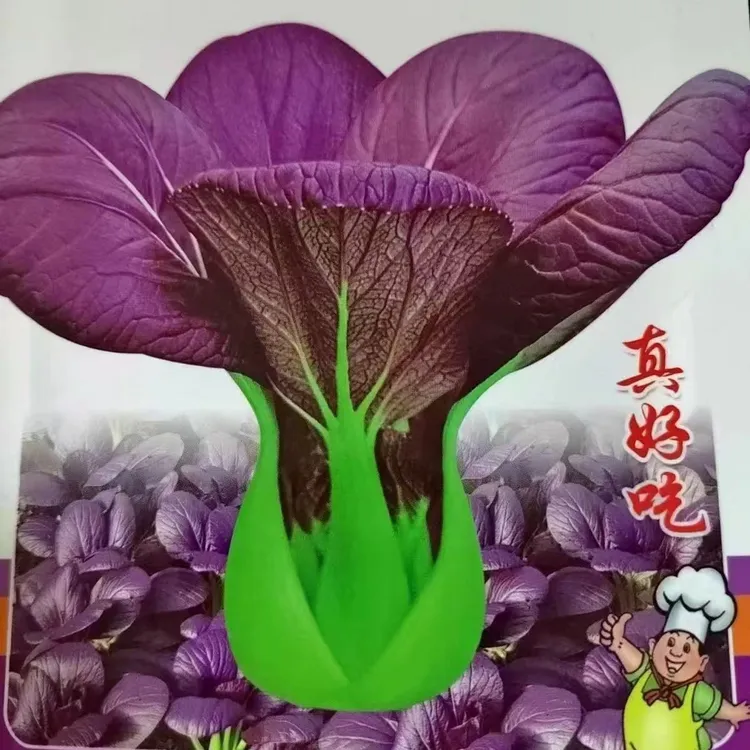 紫妃上海青种子紫油菜紫罗兰种子四季播种庭院阳台高产蔬菜种籽