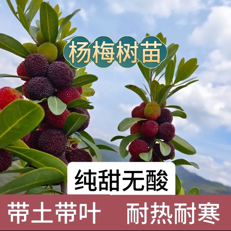 （带土带叶）嫁接东魁杨梅水晶杨梅黑炭杨梅树苗南北方种植