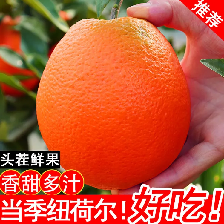 【现摘】正宗纽荷尔脐橙高山新鲜橙子水果皮薄多汁湖北宜昌
