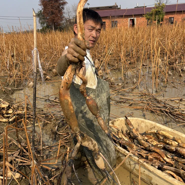 现挖精品野藕煲汤用