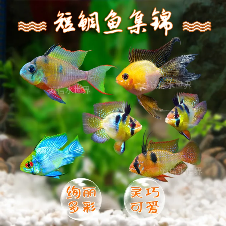 金波子宝蓝荷兰球短鲷阿凡达热带观赏鱼水族草缸鱼活体小型淡水鱼