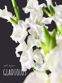 【安娜睡衣剑兰】好开花瓣轻盈舒展/鲜切花